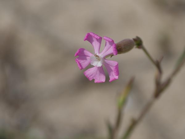 <h3><a href="/trips/Greece/biota/plantae/tracheophyta/magnoliopsida/caryophyllales/caryophyllaceae/silene conica/silene conica-nl.html">Silene&nbsp;conica</a> / Sand&nbsp;catchfly / Kegelsilene</h3>OM-1 Mark II met OLYMPUS M.150-400mm F4.5 TC, 1/2000 sec  bij F5.6, ISO 200, afstand 2.59&nbsp;m
